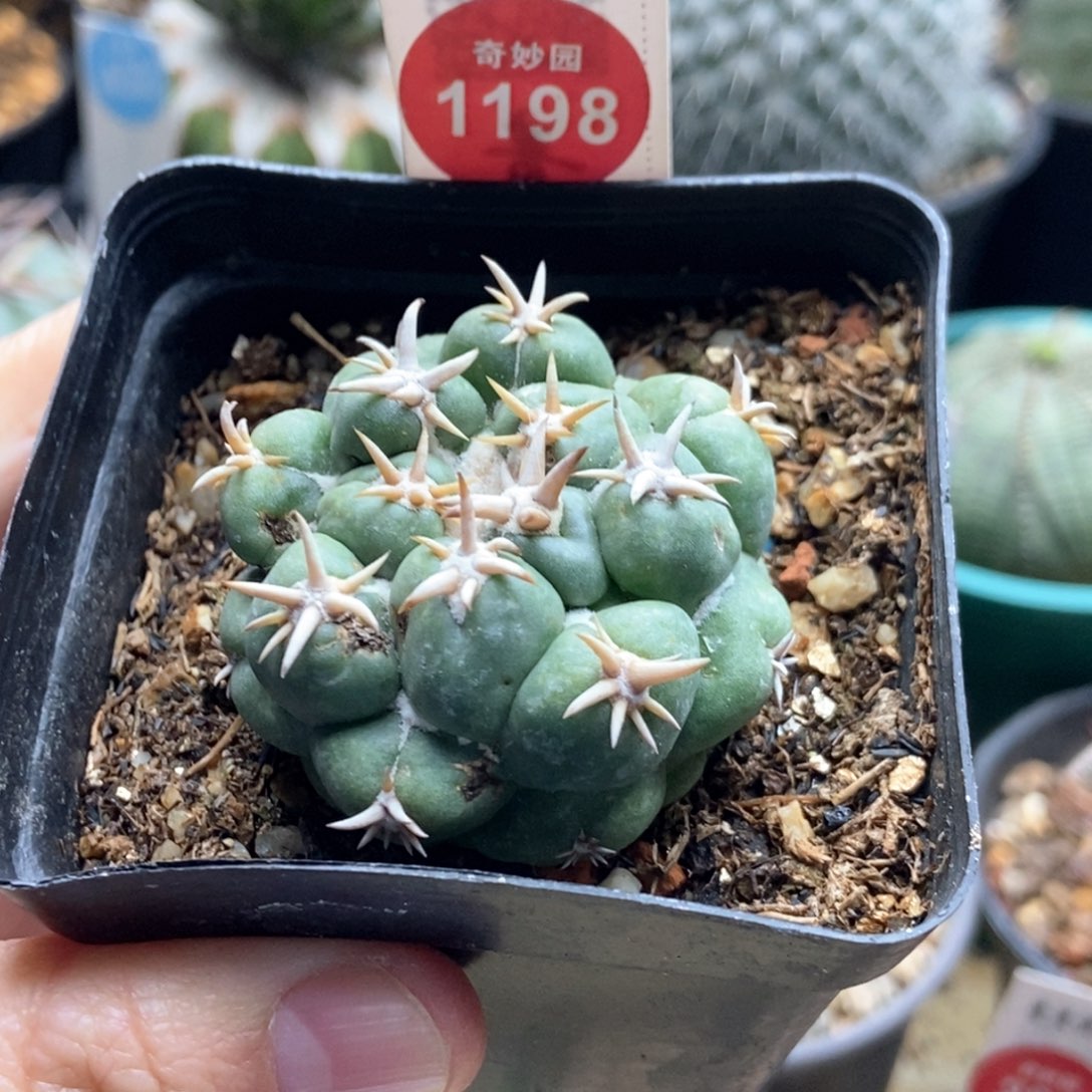 自根短豪刺象牙4.3cm