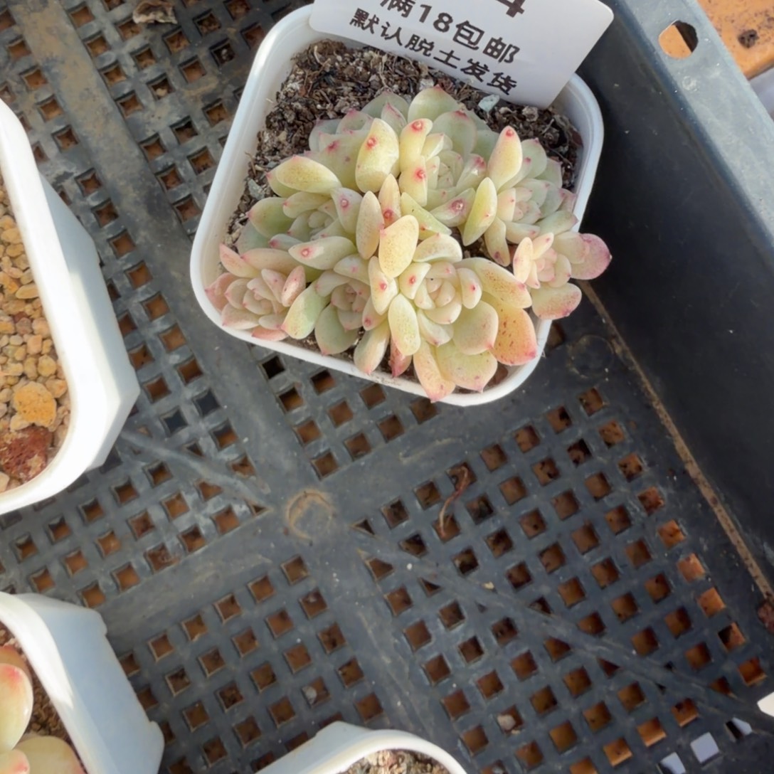 紫***雪东篱下多肉植物哈哈哈04