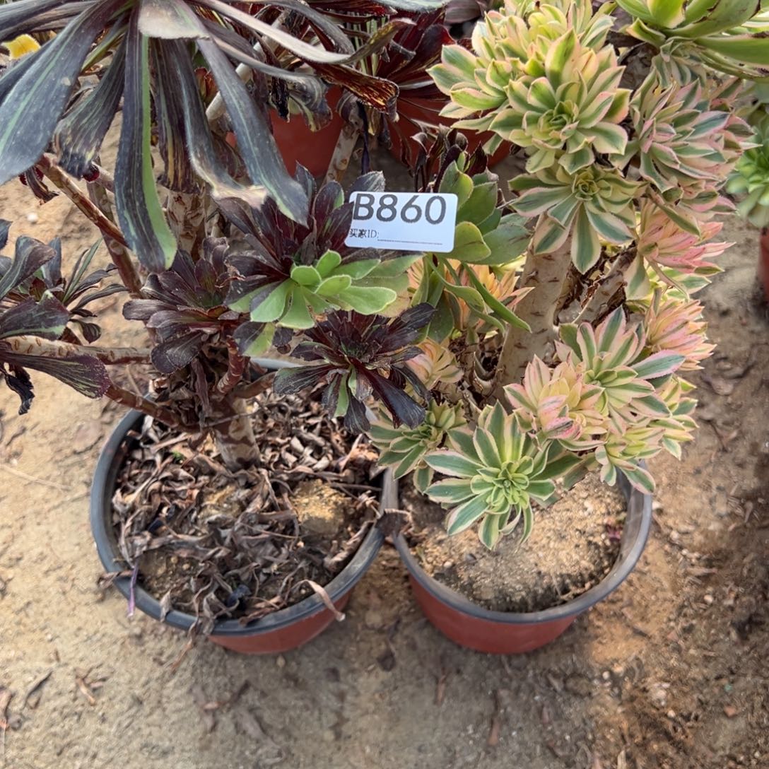860两颗组合多肉植物法师