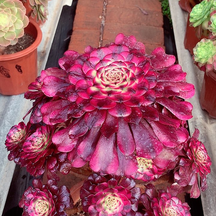 美姬的，多肉植物