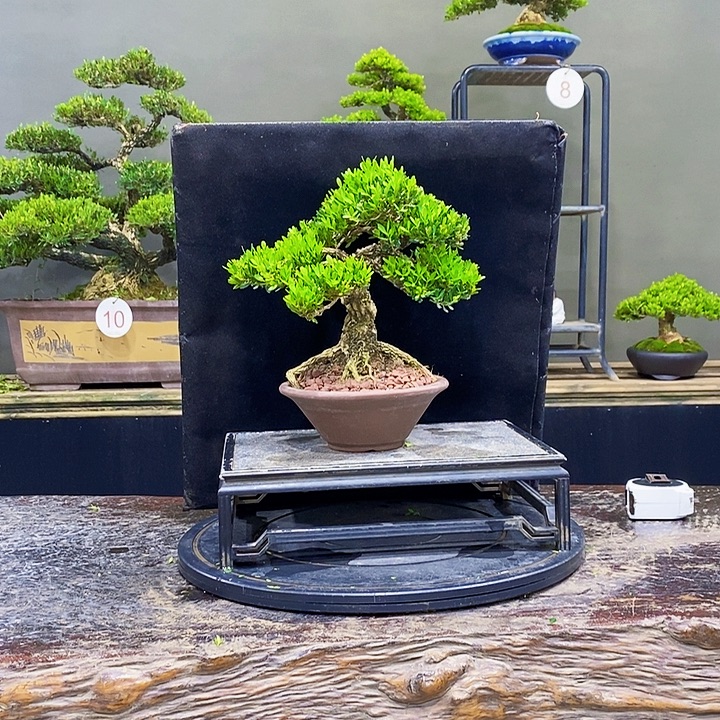 无花朵黄杨盆景四季常青