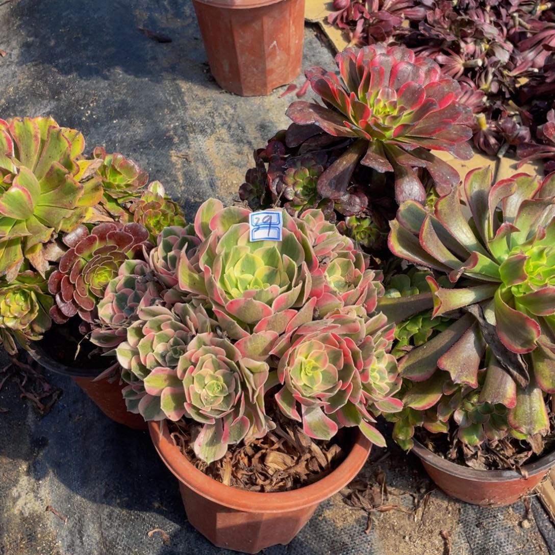 星***不包断枝造型39鲜花老桩有疤