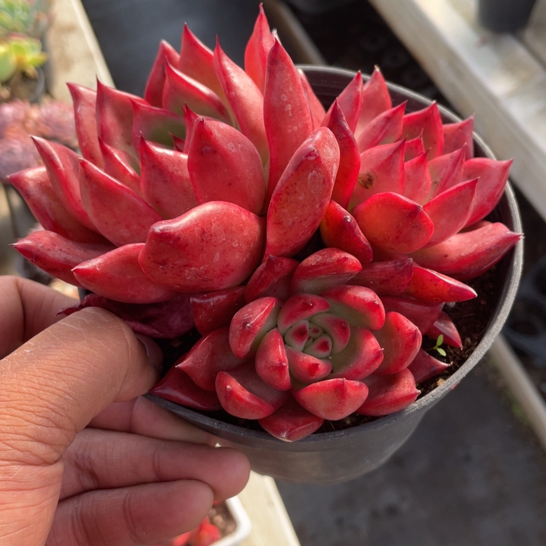 2423  壮壮  六月六