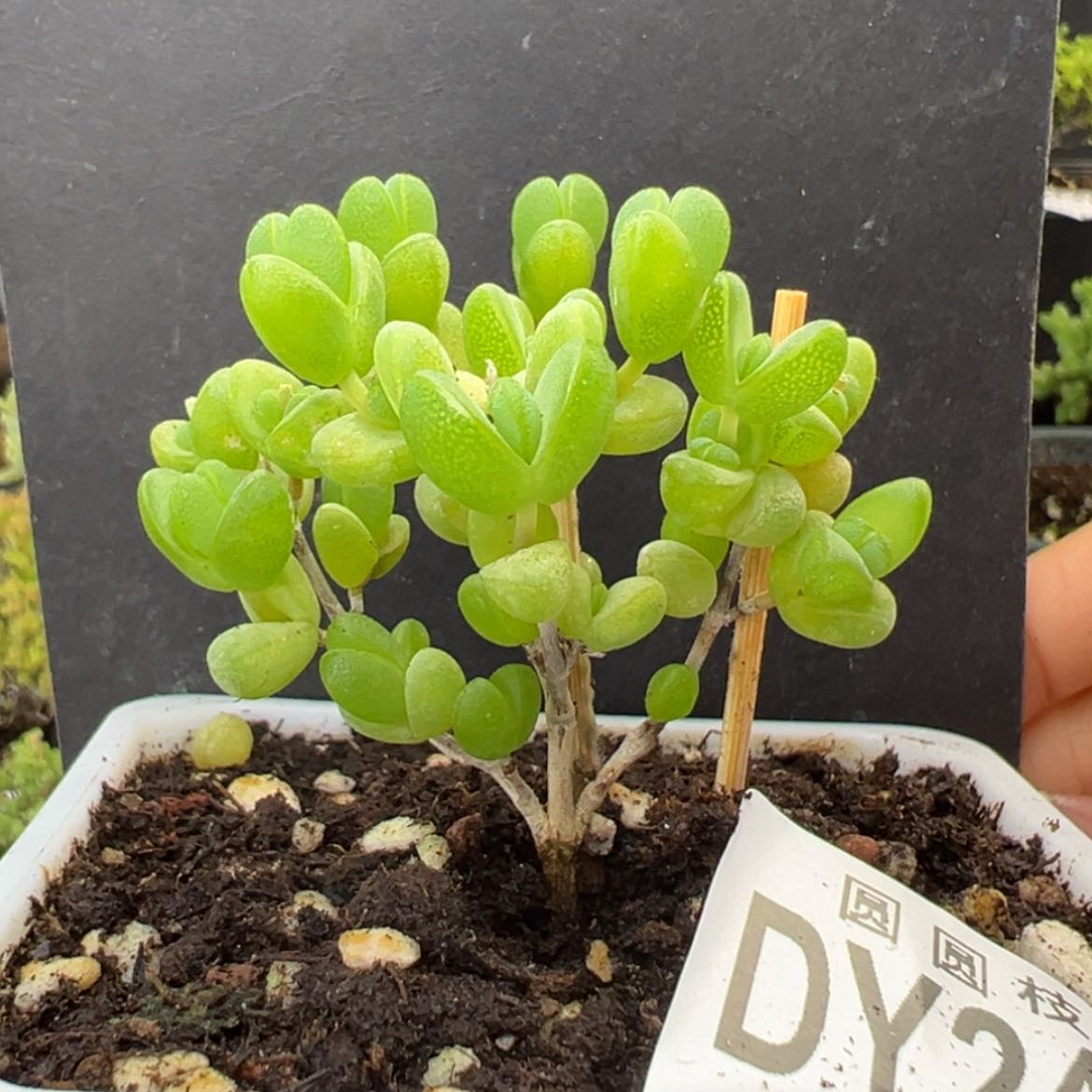 【闪购商品】dy2456元宝冠幅5cm