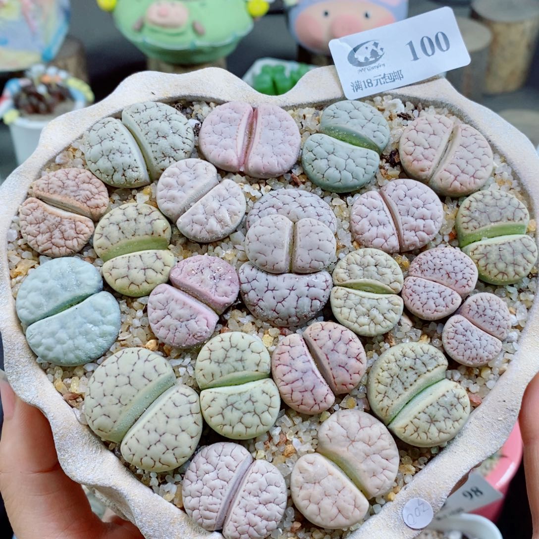 生石花花哈哈哈哈花花100