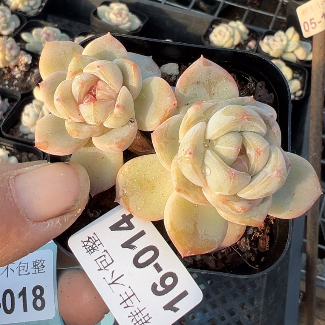 小卡拉米糖心一物一拍16-14