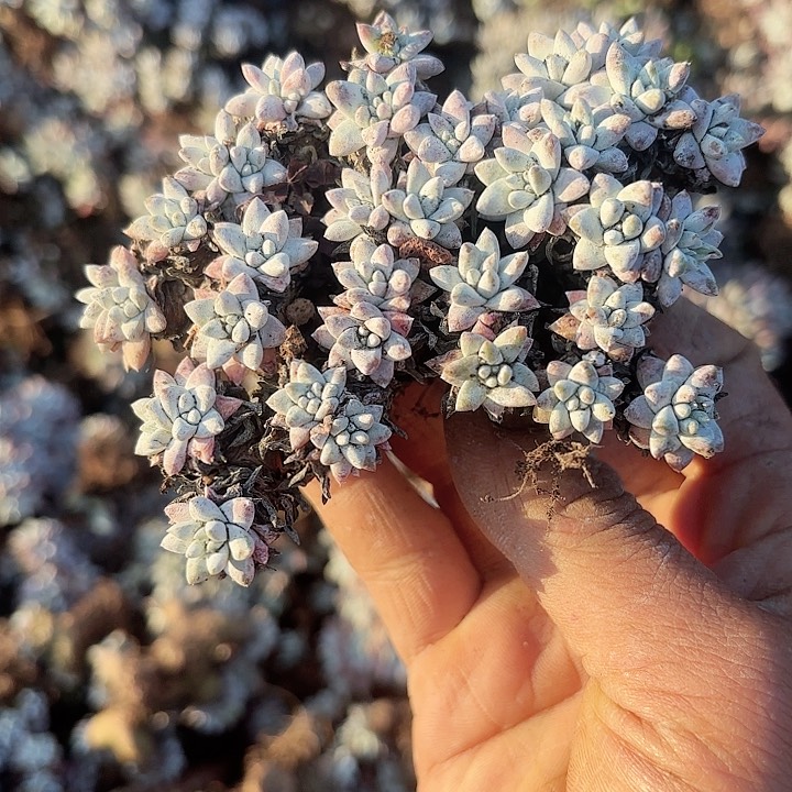 ?****阳仙女杯多肉植物