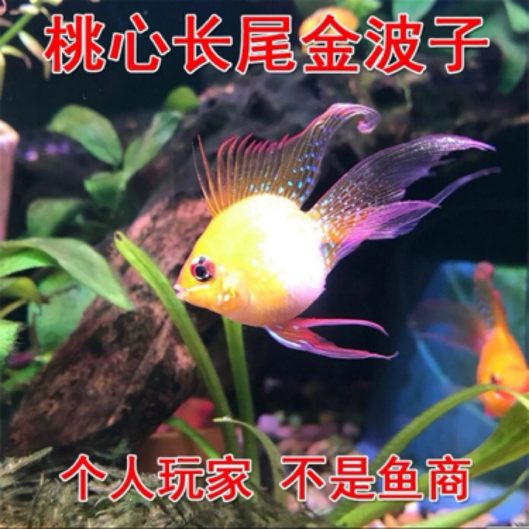 【买4条发5条备损1条】备损1条不包损，冬天只退不补发，不论品种公母