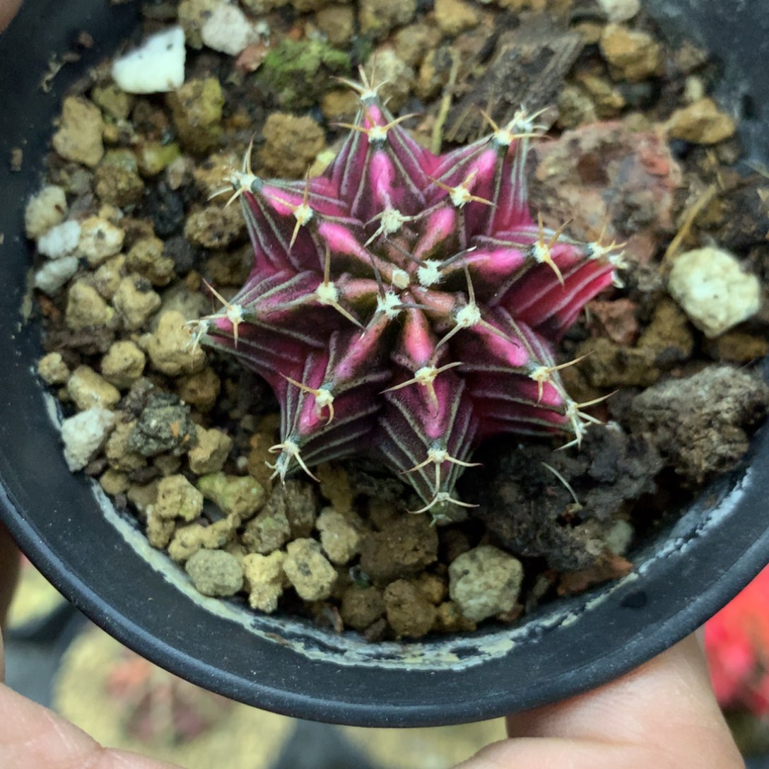 头***哥仙人球米哈粉肋骨锦