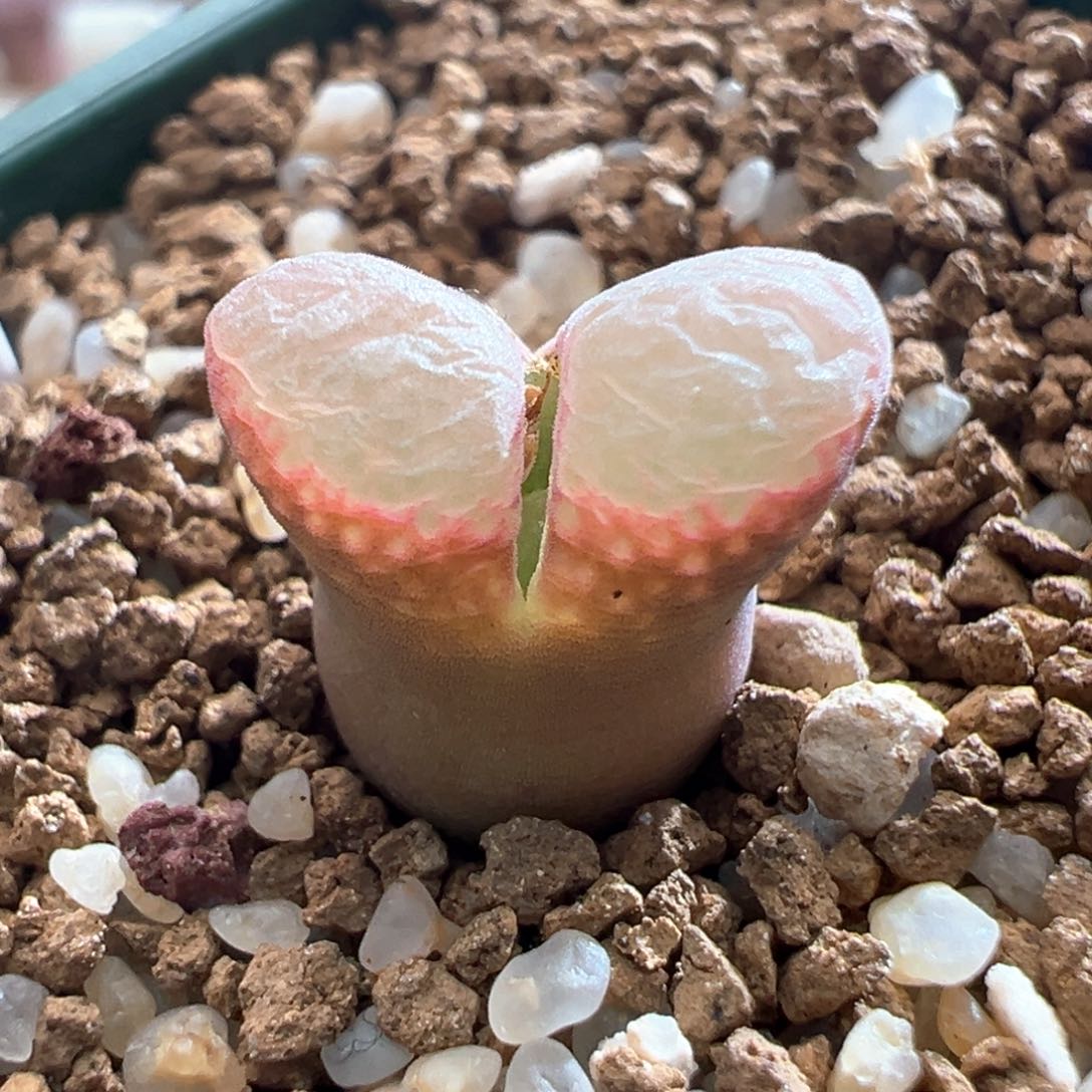 367优选10km粉黛风铃