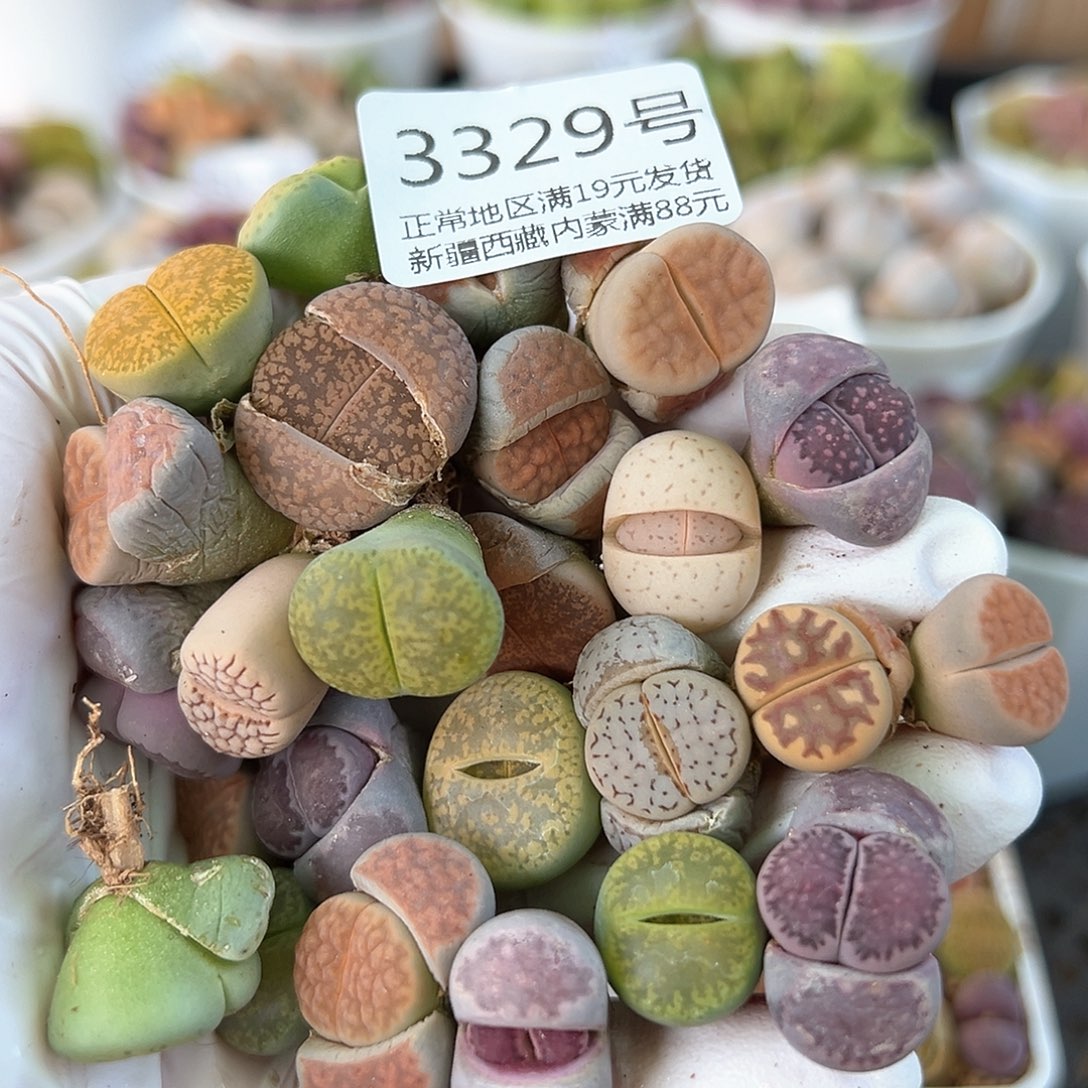好养易活生石花大母本3329共26颗清框处理