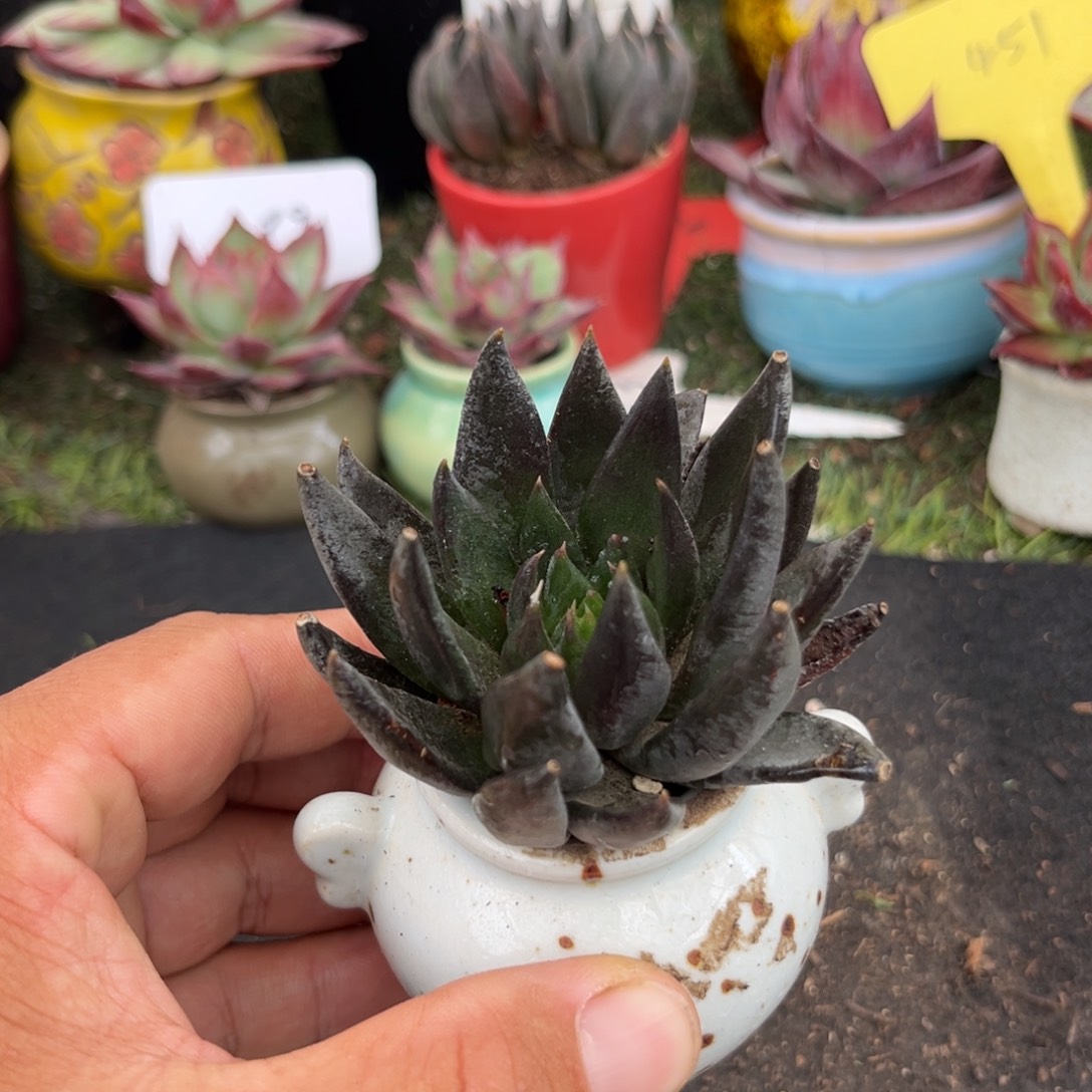 黑骑士一物一拍包装收缩花旱