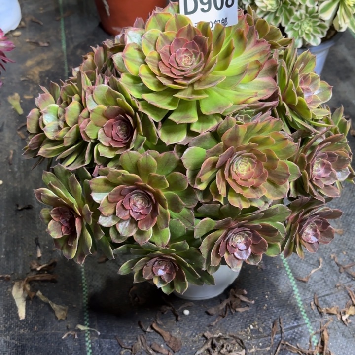 瑞妈一物一拍908