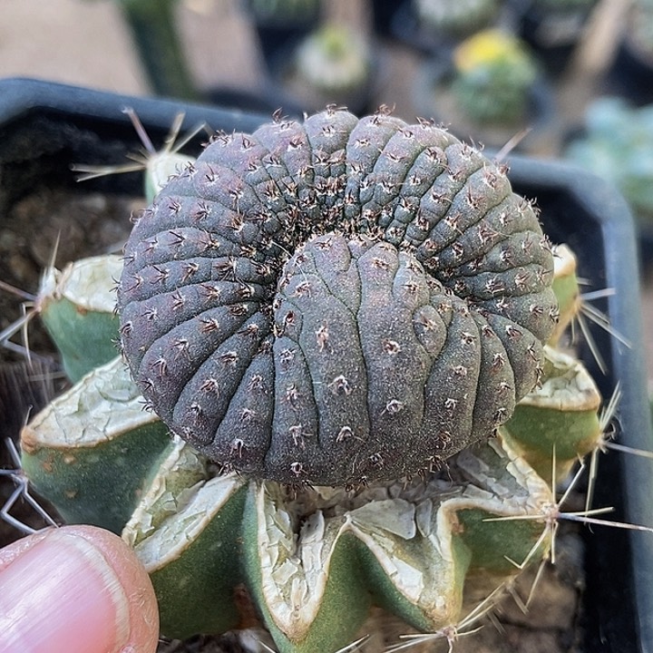 无花朵福利士童缀化524