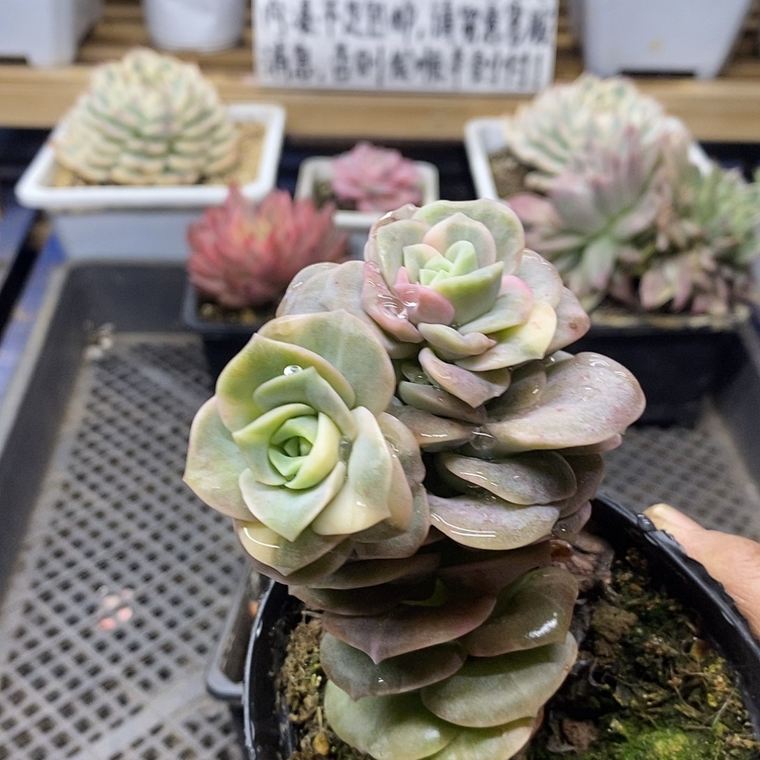 28114 可爱玫瑰花脸锦双头