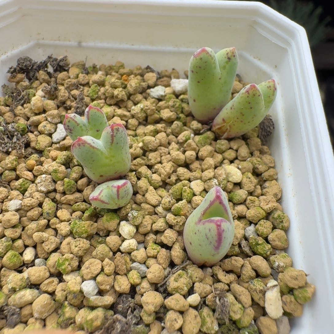 猪蹄福利多肉。            