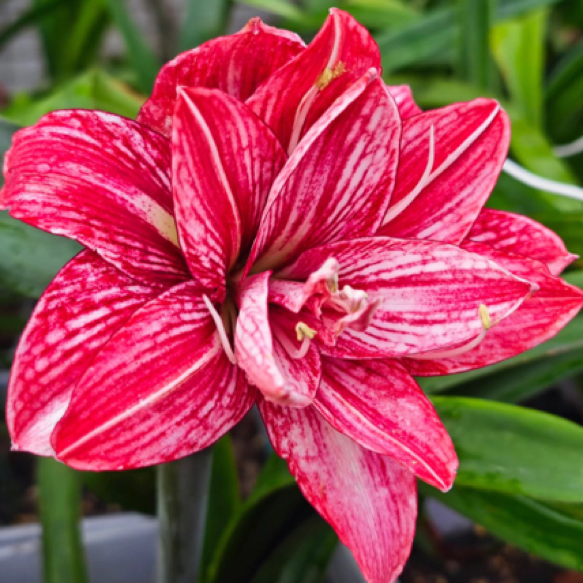 精品【紫金】朱顶红包对版大花浓香型重瓣自然球