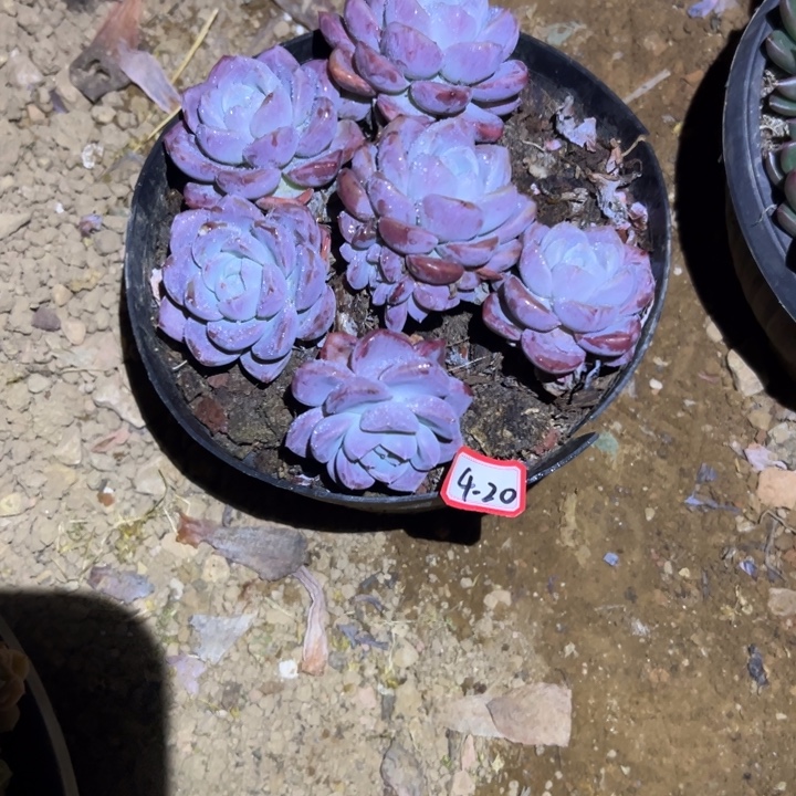 紫***嫣精品多肉植物老桩