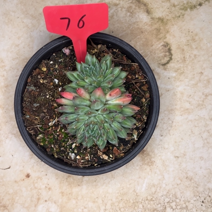 小***心76，寄养//////=/==/////