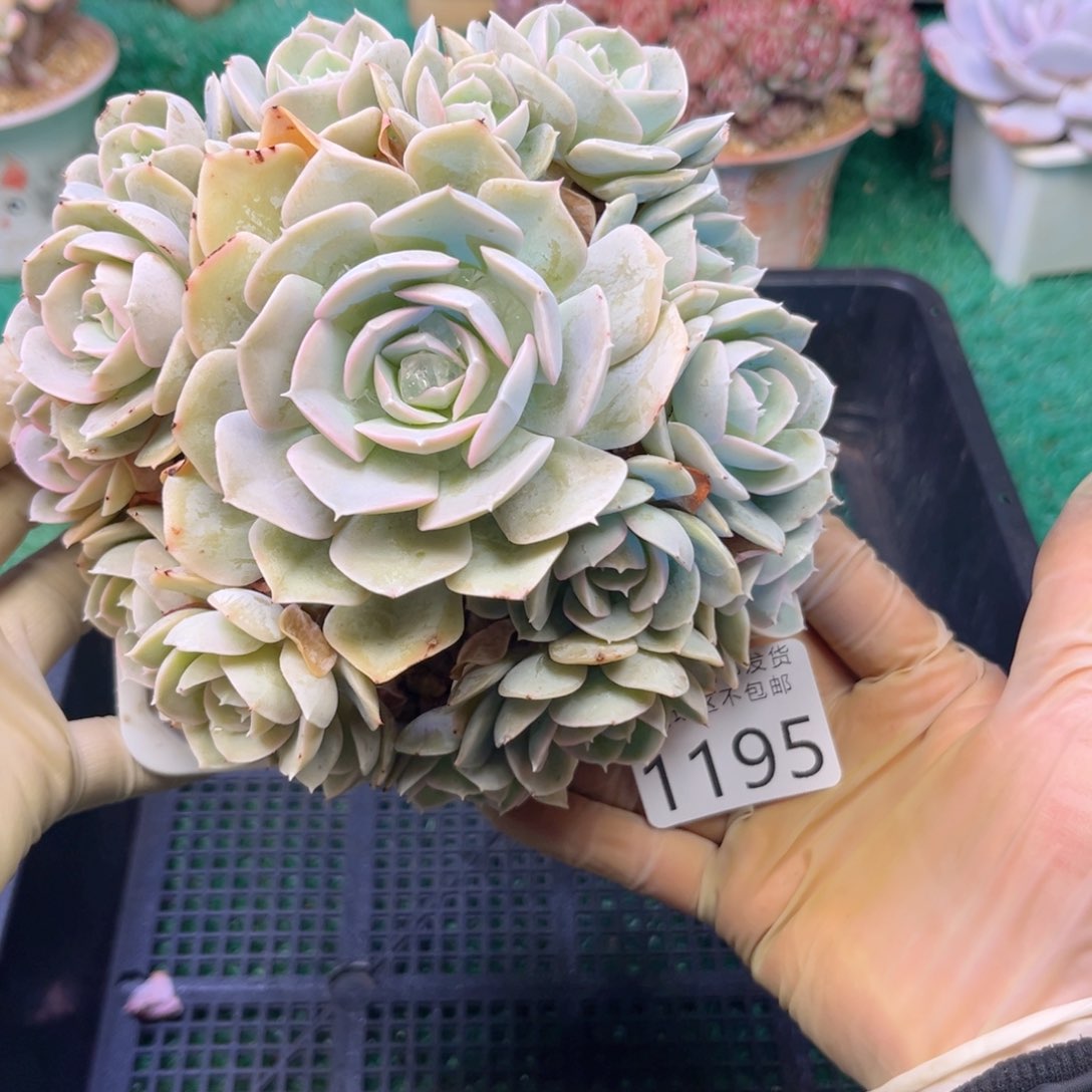 大1195:！x j x h f h h j