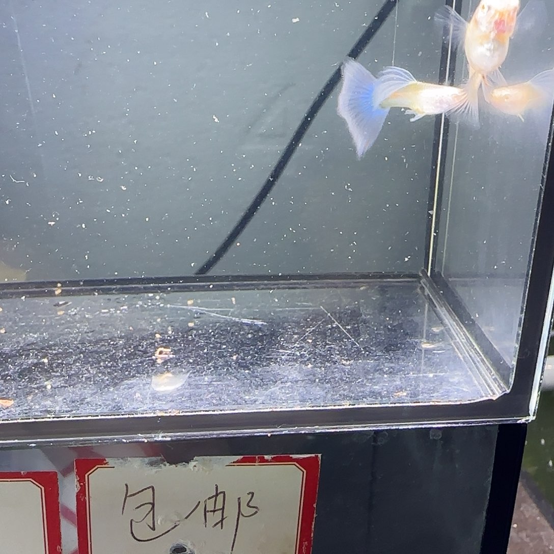 孔雀鱼欧意紫白一对