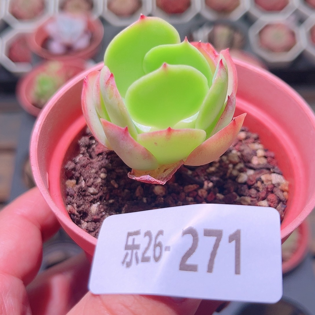 乐然26-271 桃花石