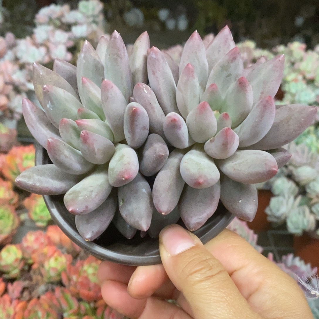 红蜻蜓双头起发老桩