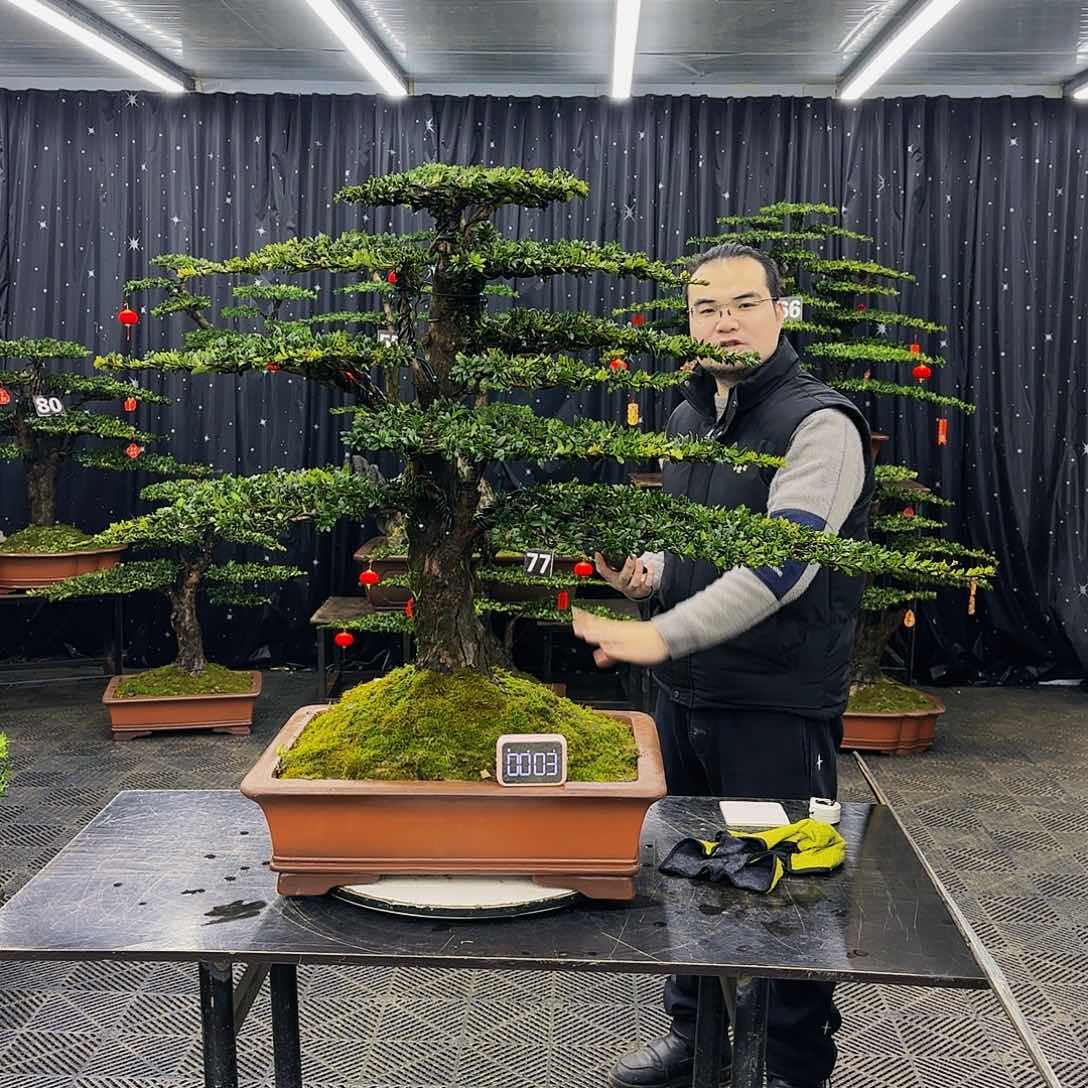 松树柏树造型盆景