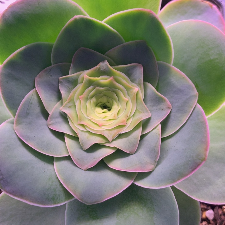 小***了一物一拍十级灯牌111