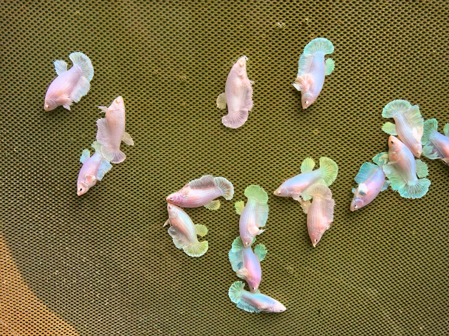 泰国斗鱼半月母鱼