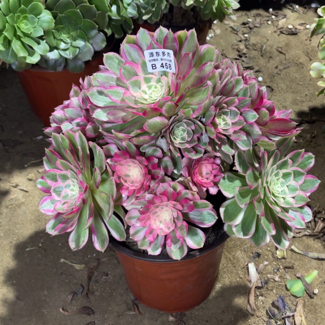 458孔雀翎多肉法师断枝不包