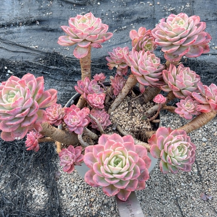 汐***宝A888老桩哈蜜瓜一物一拍78