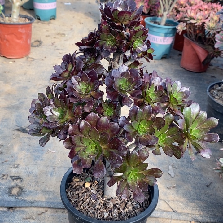 黑法多肉植物101。 