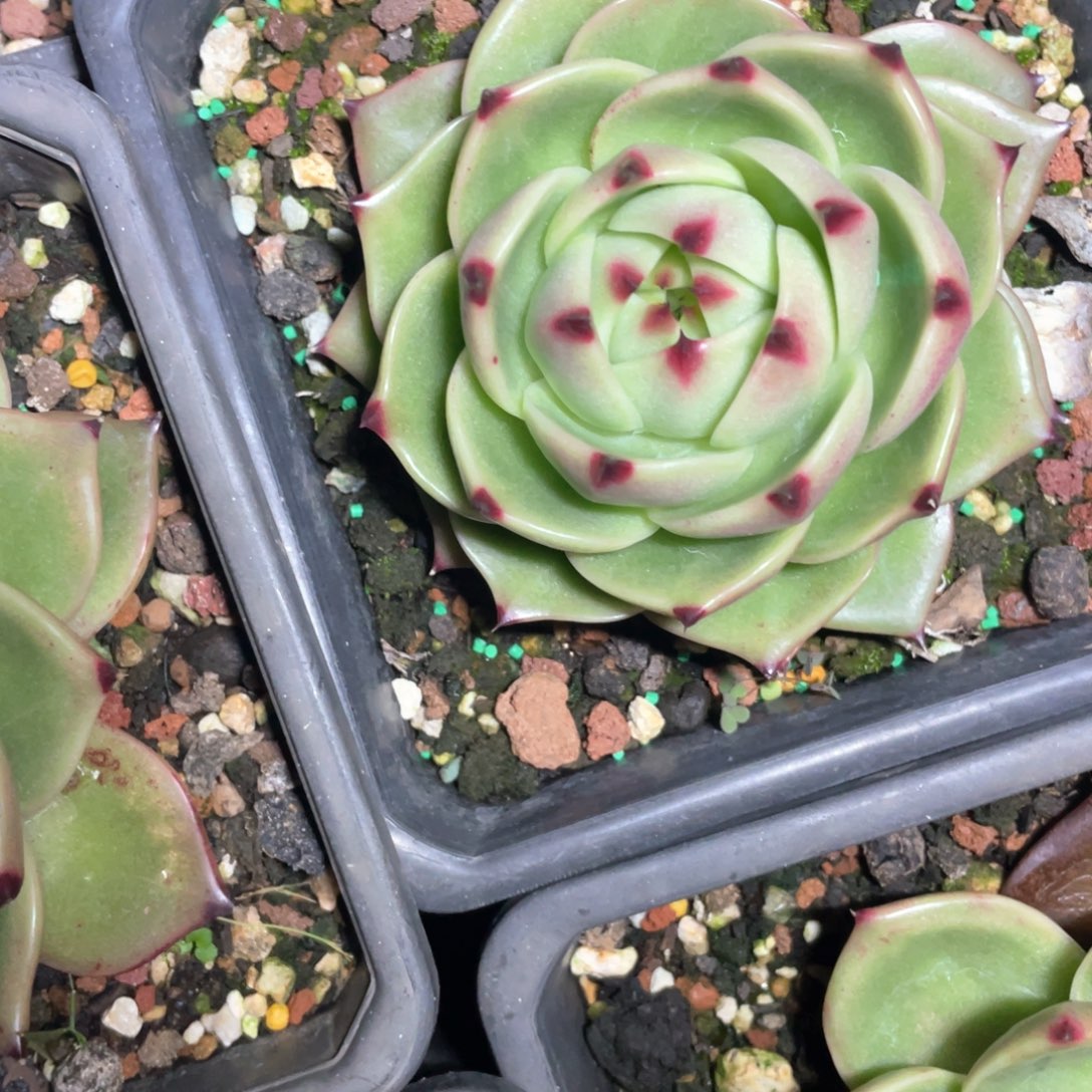 多肉植物多肉植物263蓝龙