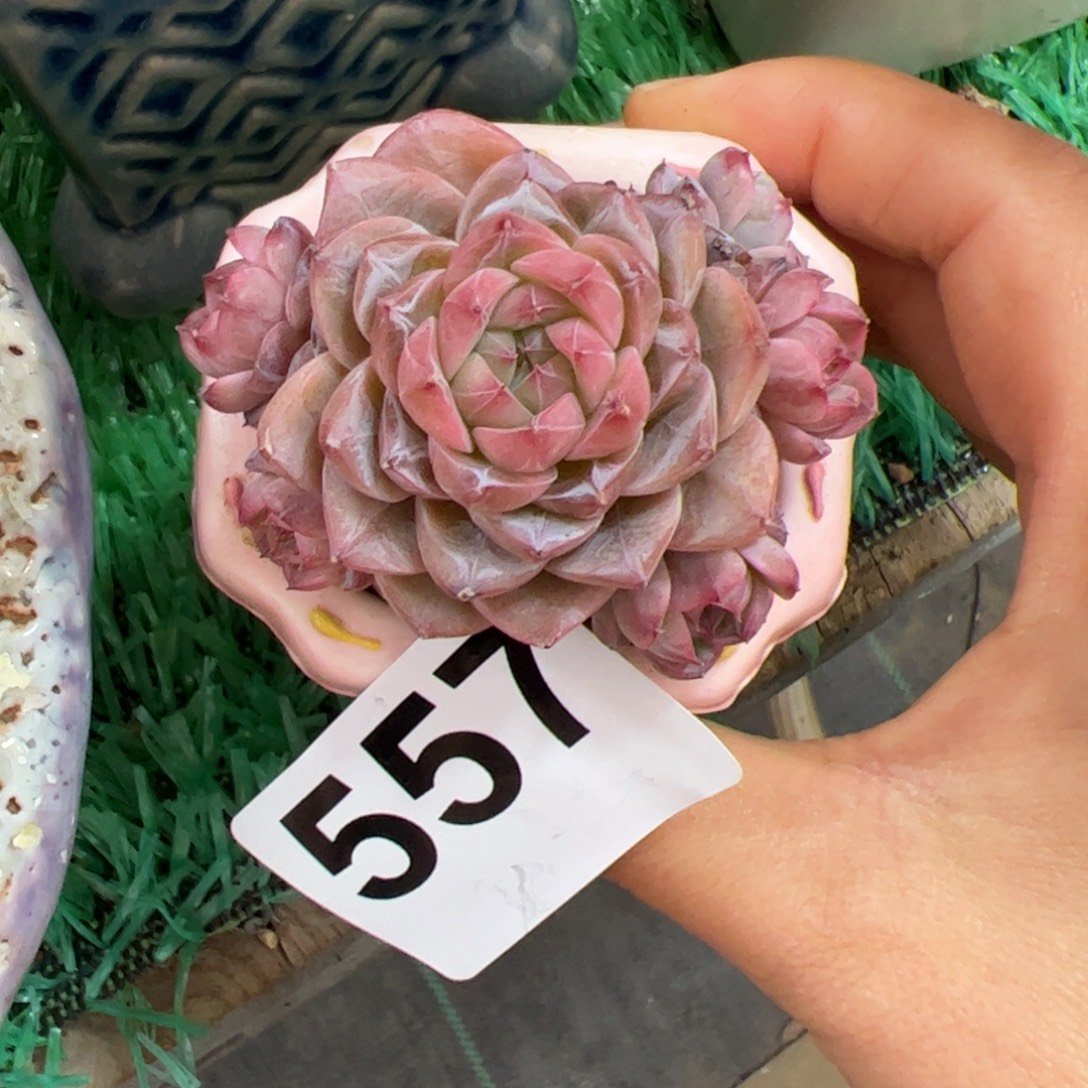 557 满38包邮一物一拍