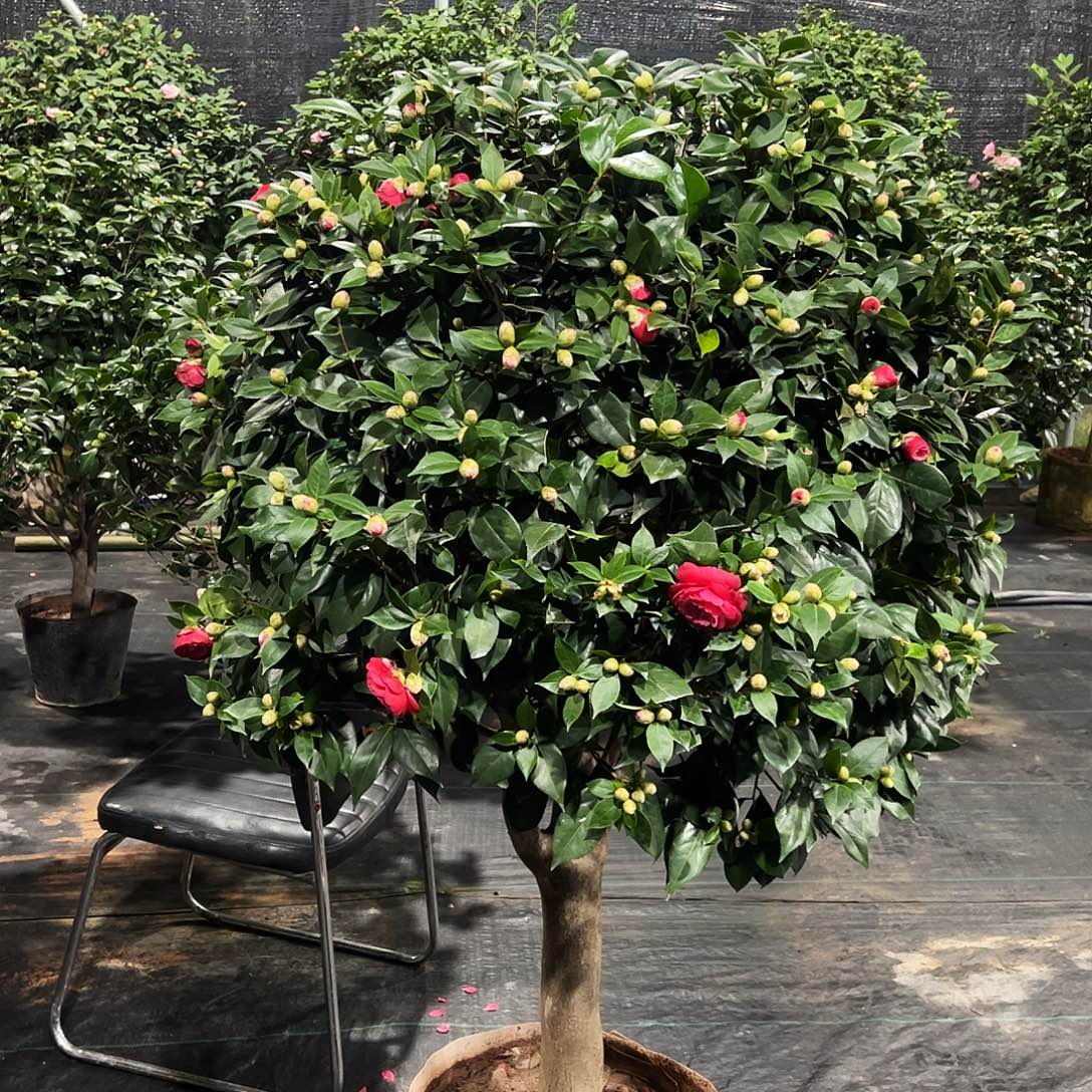 全部花朵茶花老桩，一物一拍