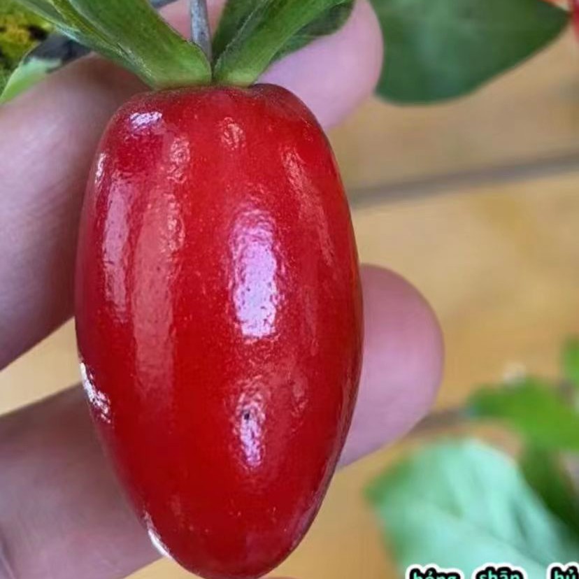 金弹子老鸦柿绿植园艺（1物1老鸦柿拍老鸦柿