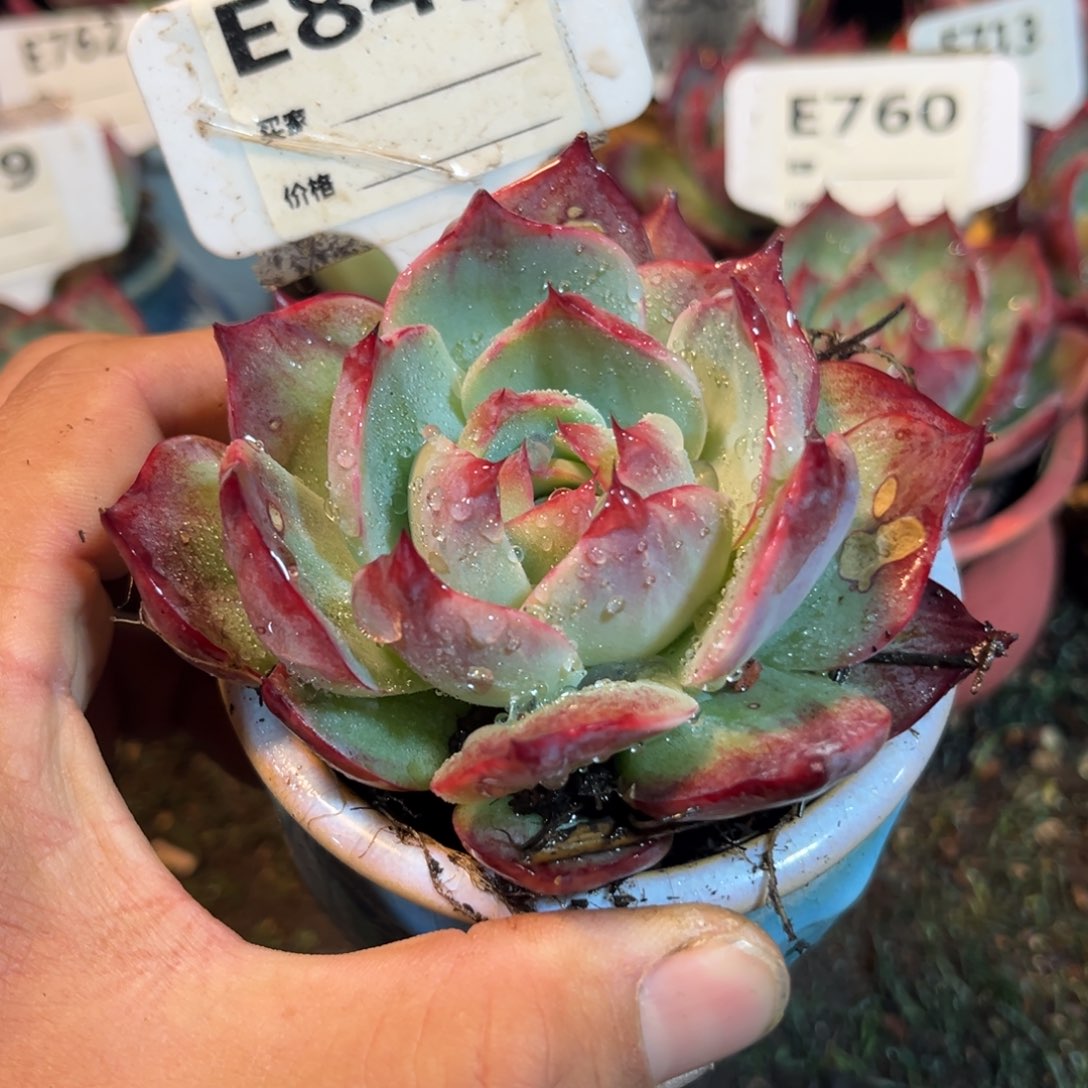 惊鸿一瞥849号多肉