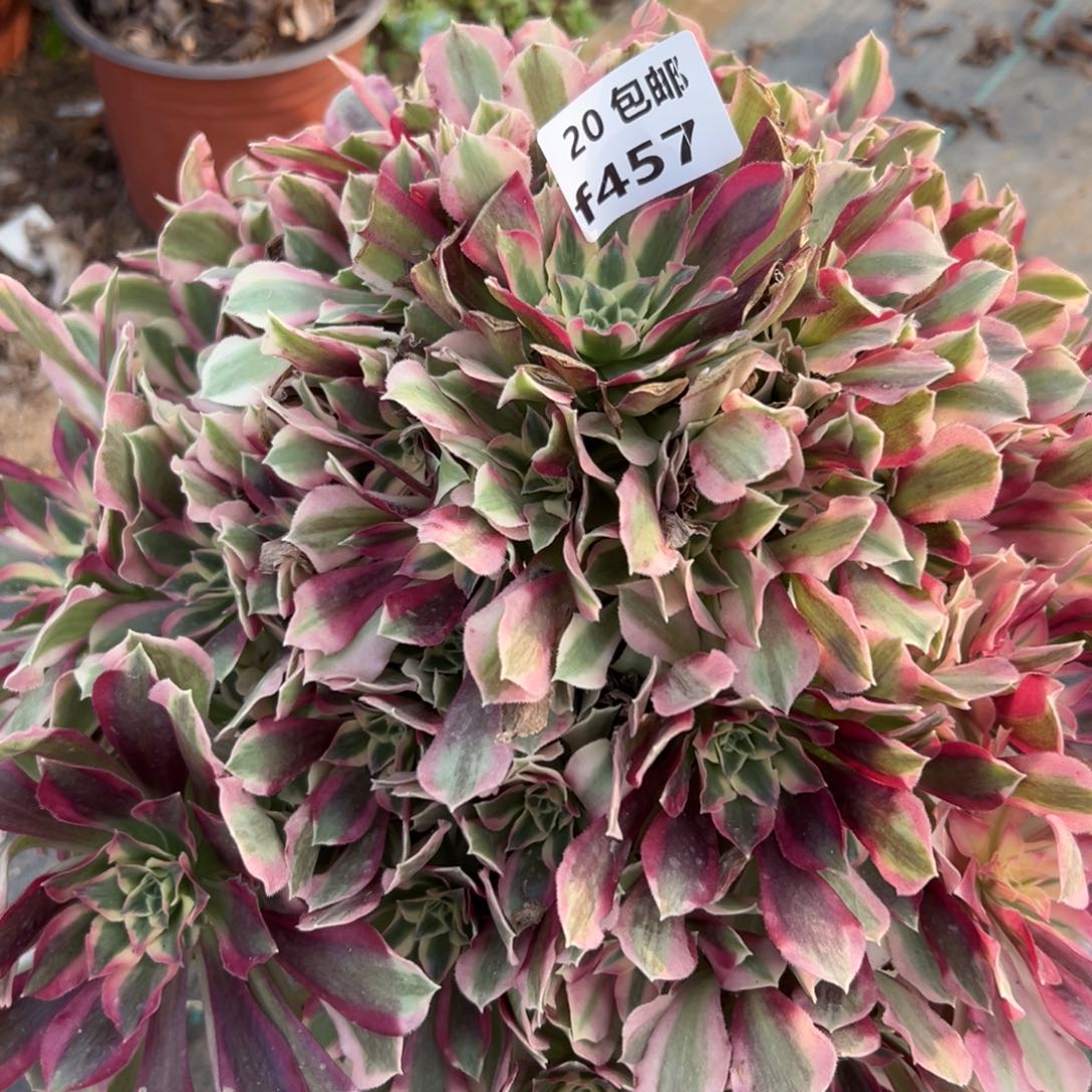 粉***巫457夜罗刹，多肉法师