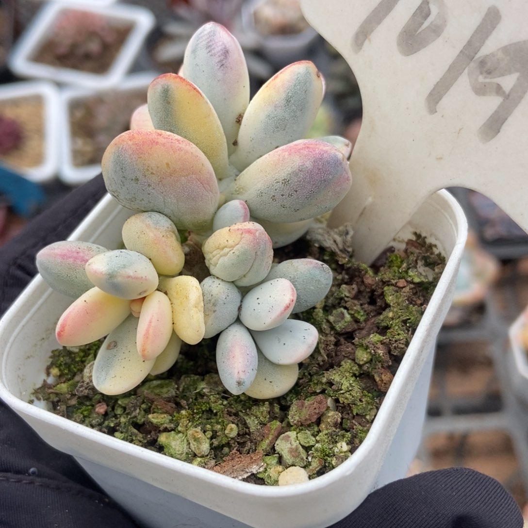 1019福娘锦多肉植物