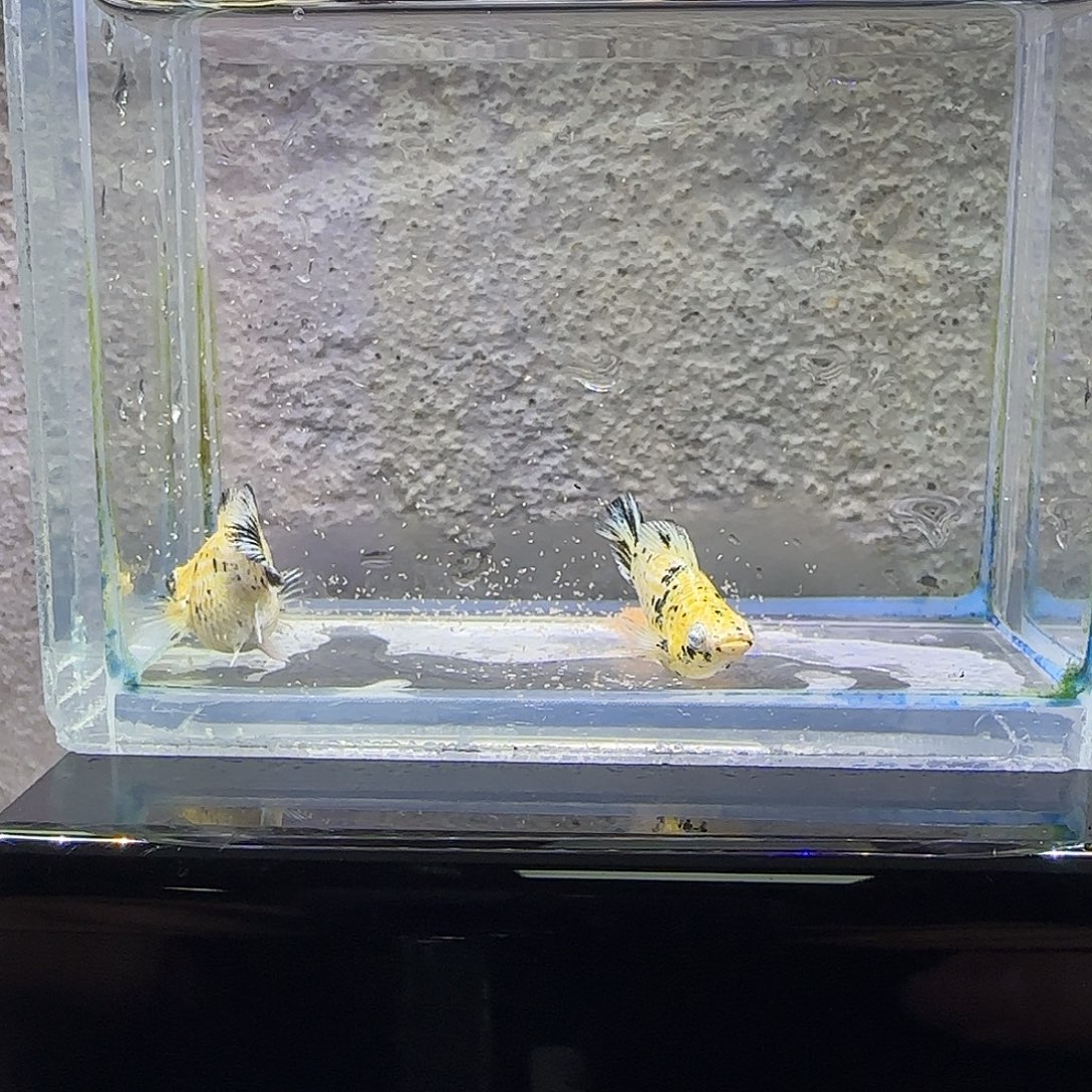 孔雀鱼花豹圆尾。81号