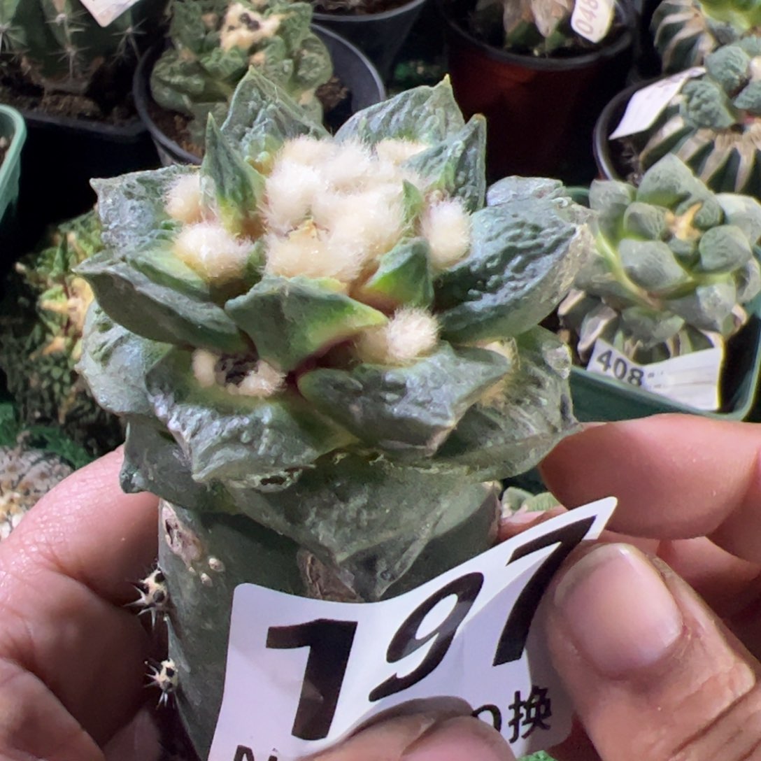 宽尤龙角牡丹197