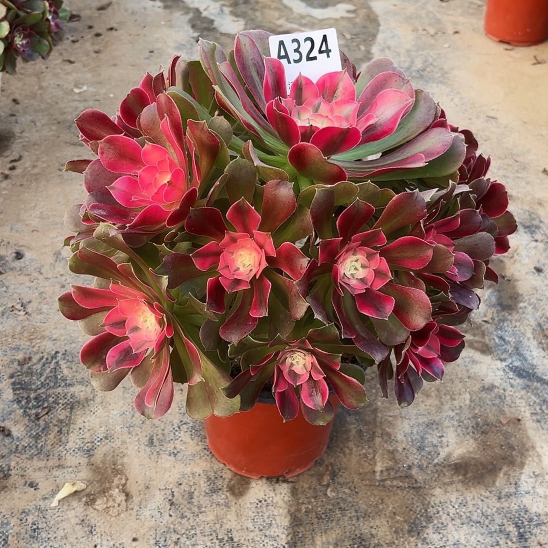 繁***点有伤香妃324多肉多肉