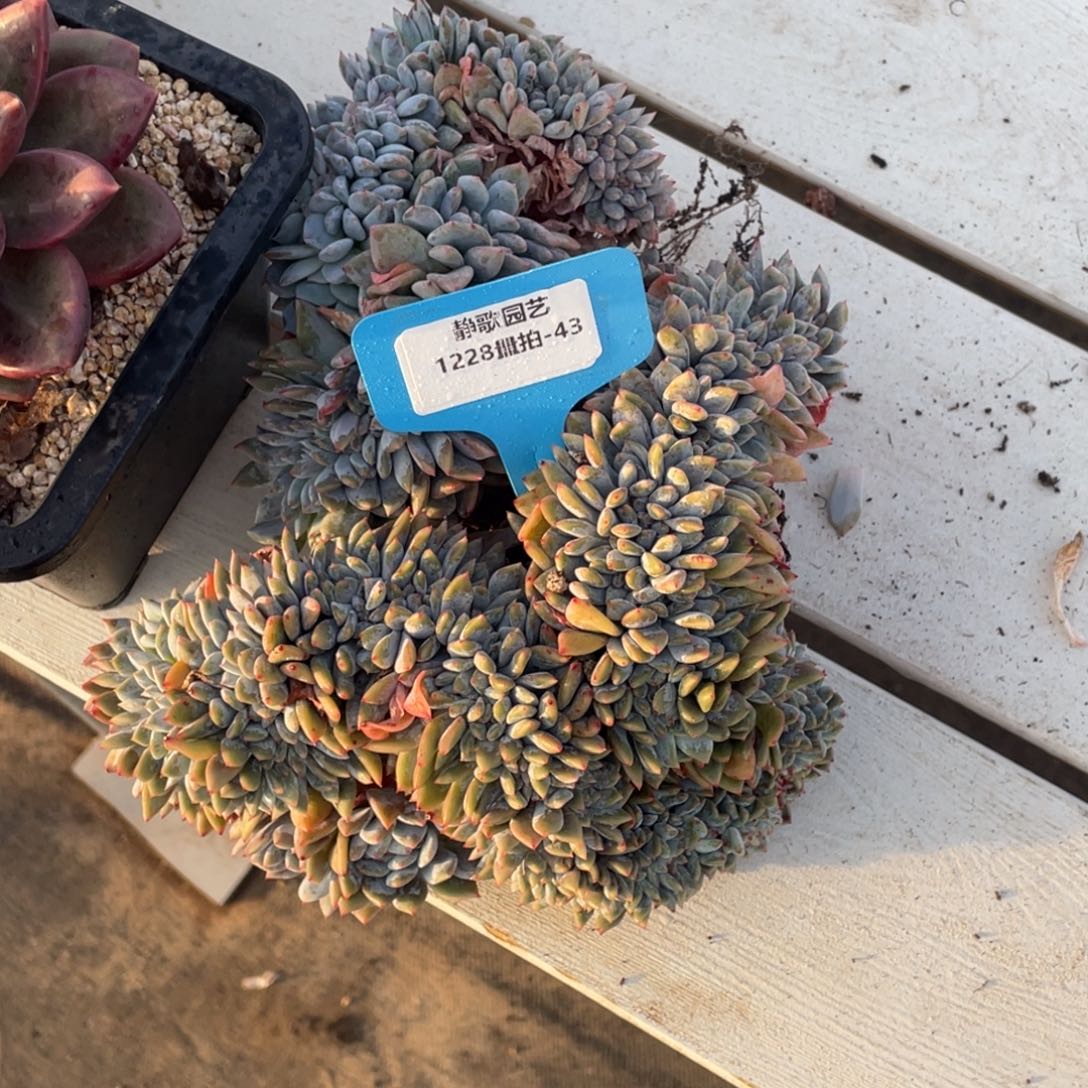 1228-43-星影缀化一颗