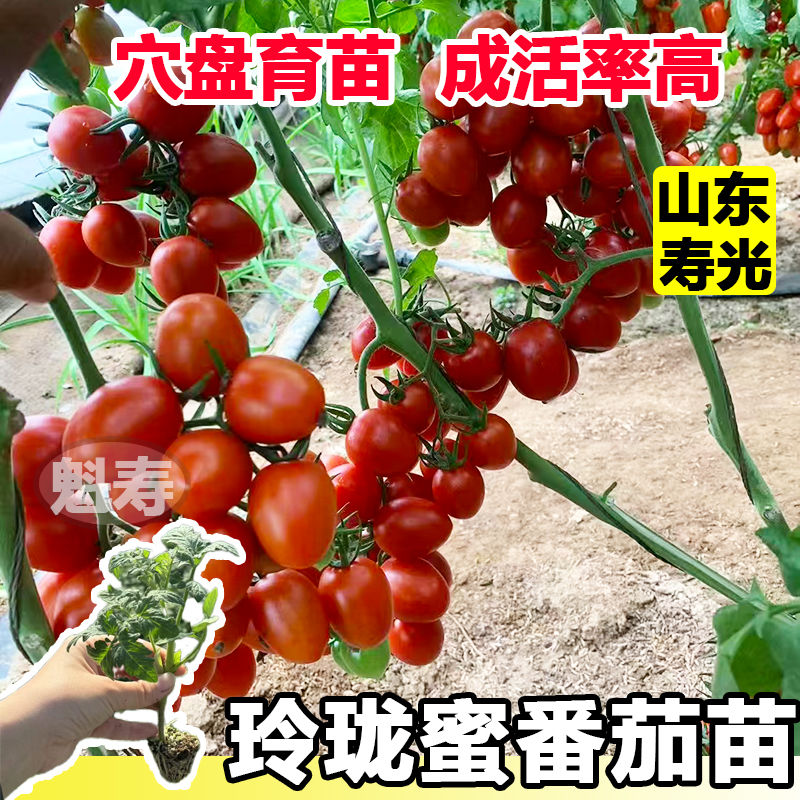 玲珑蜜小红番茄种苗釜山88小番茄口感番茄圣女果抗病小番茄甜度高
