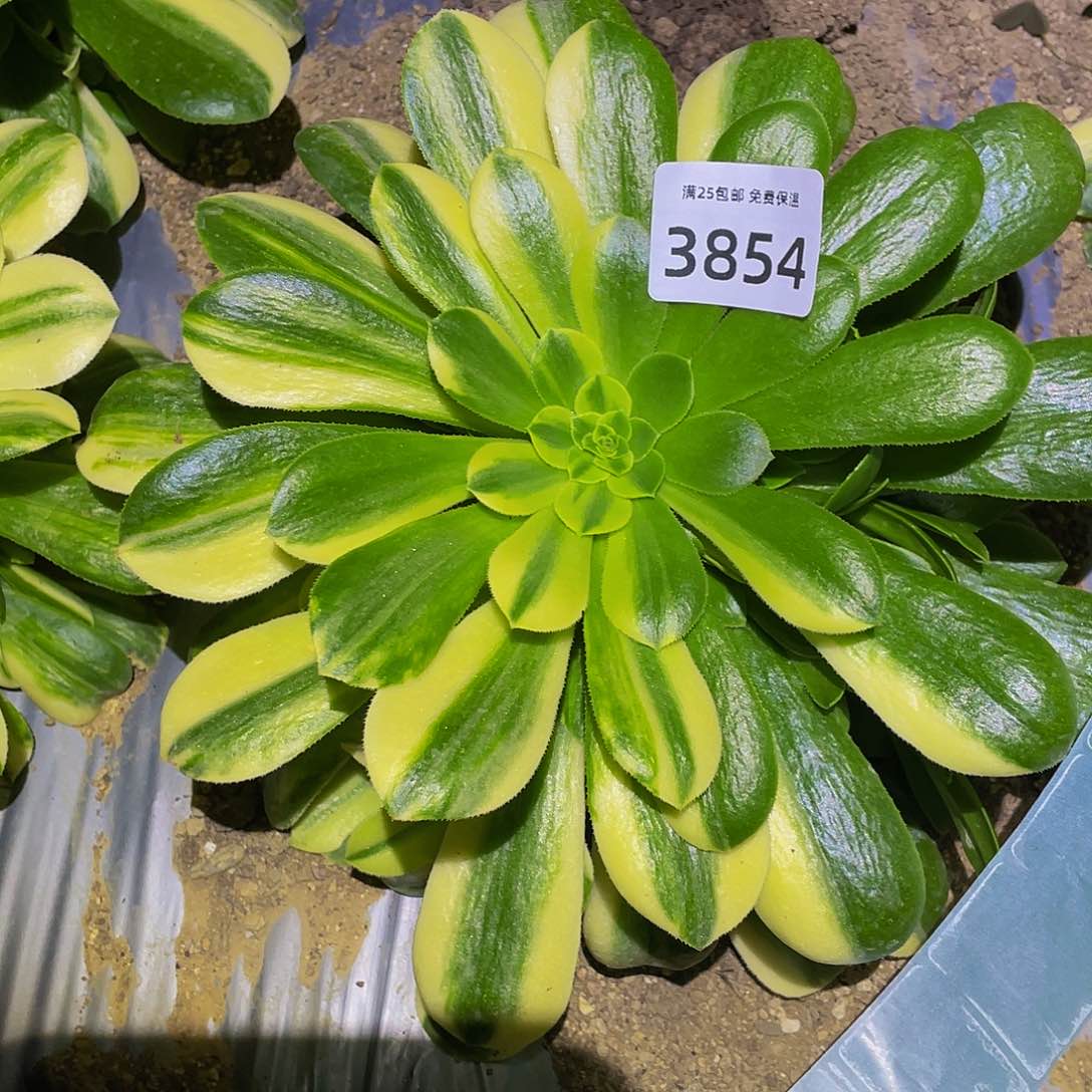 3854五彩琉璃多肉植物