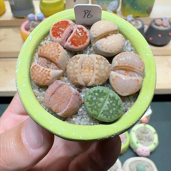 红陶蘑菇870彩拼