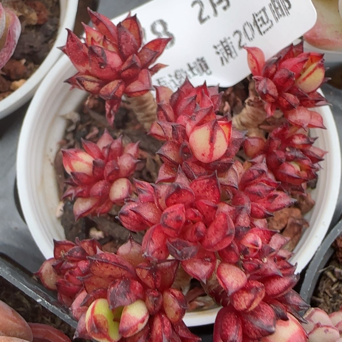 花语逸境0221-378