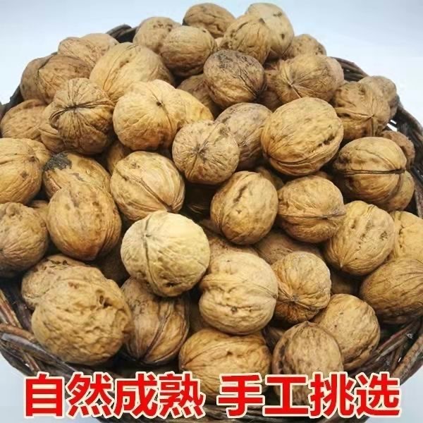 高山老树干核桃原色