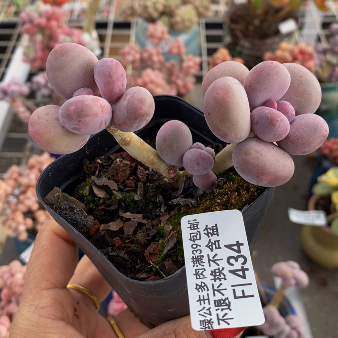 彩虹奶酪534/7c m多肉